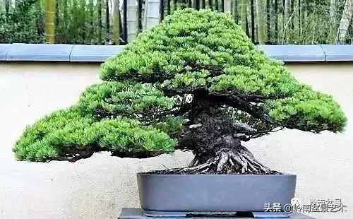 日本盆景的蘑菇頭!!