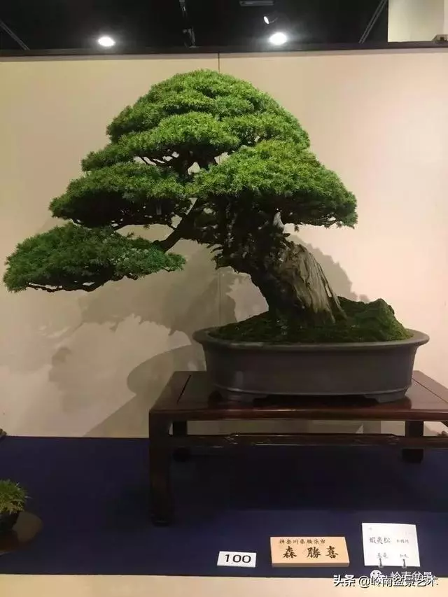 日本盆景的蘑菇頭!!
