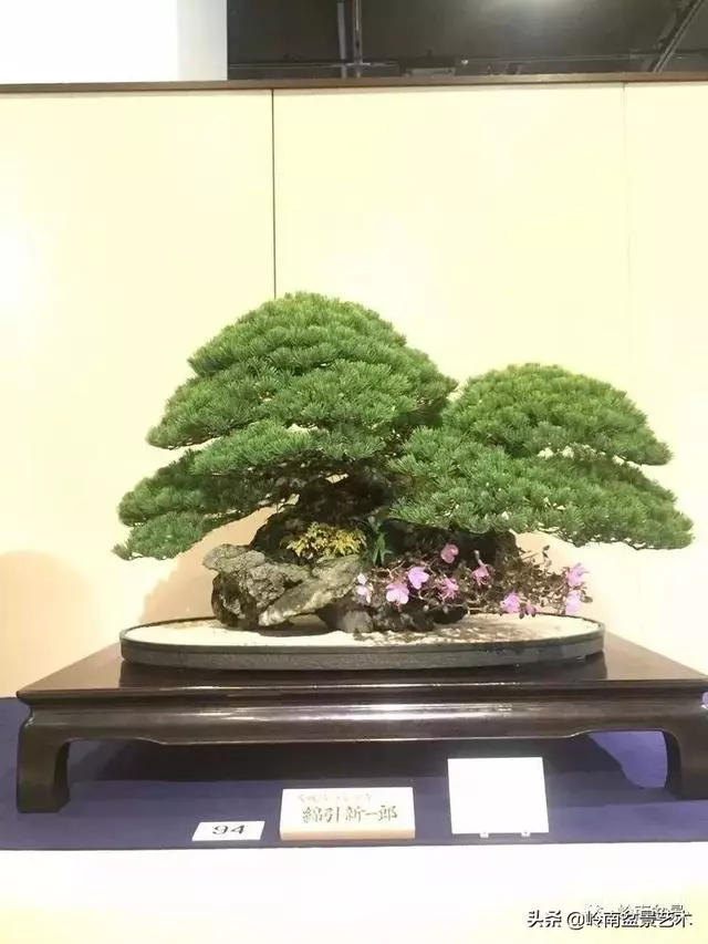 日本盆景的蘑菇頭!!