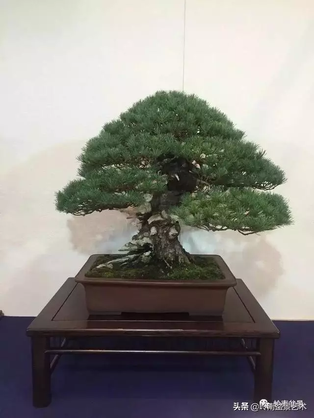 日本盆景的蘑菇頭!!