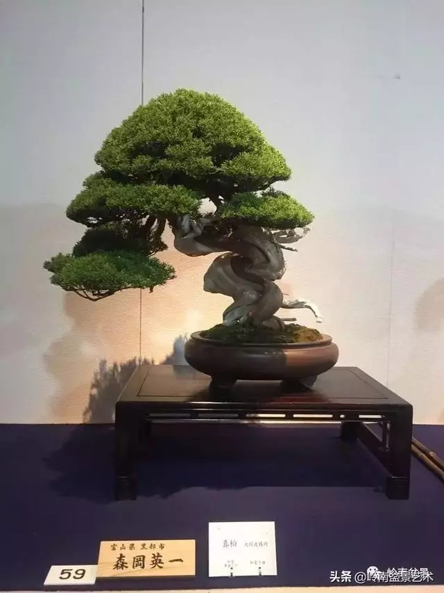 日本盆景的蘑菇頭!!