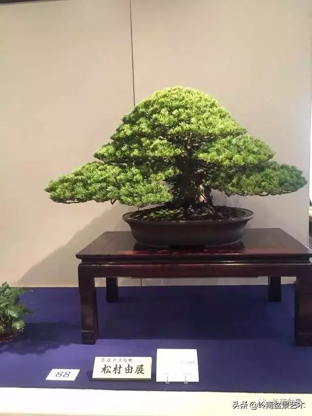 日本盆景的蘑菇頭!!