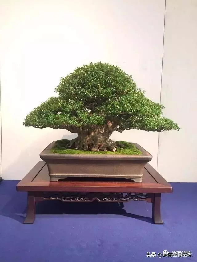 日本盆景的蘑菇頭!!