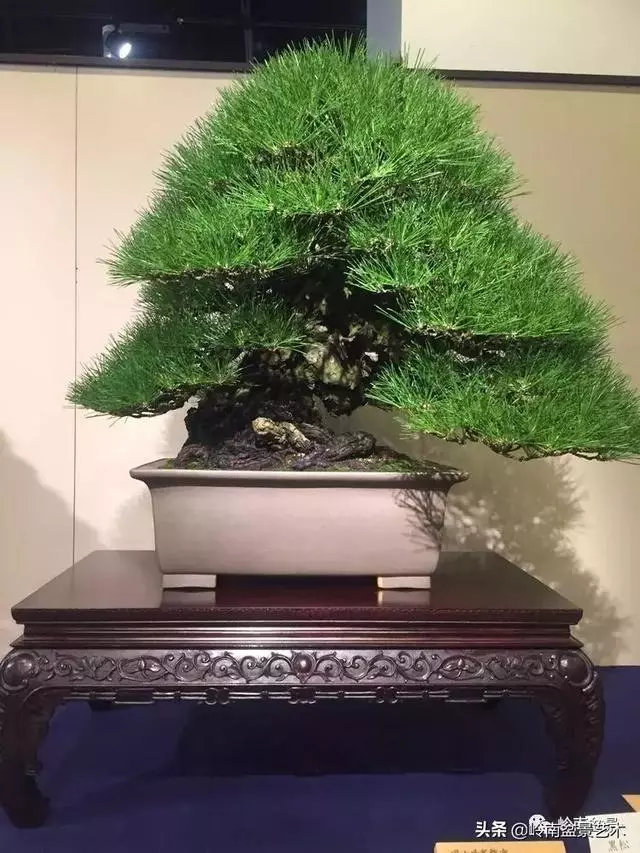 日本盆景的蘑菇頭!!