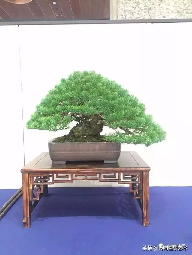 日本盆景的蘑菇頭!!