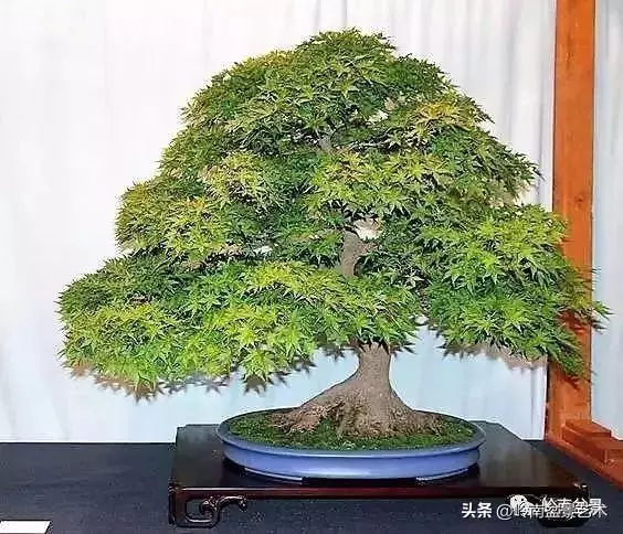 日本盆景的蘑菇頭!!