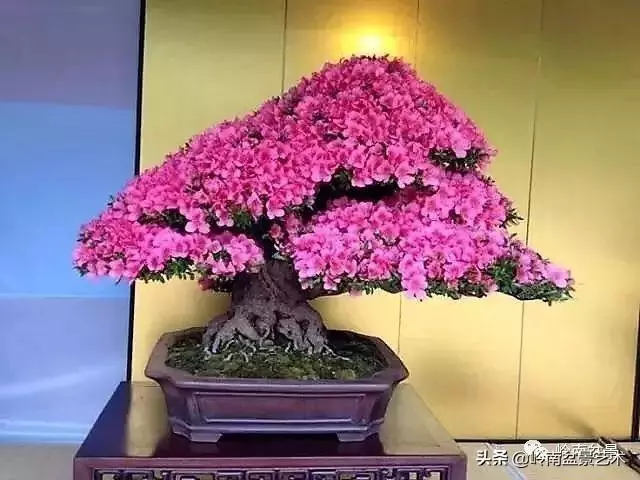 日本盆景的蘑菇頭!!