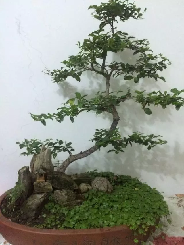 分享盆景老司機常用到的盆景樁頭截取高度方法