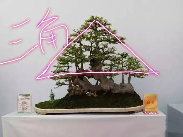 分享盆景老司機常用到的盆景樁頭截取高度方法