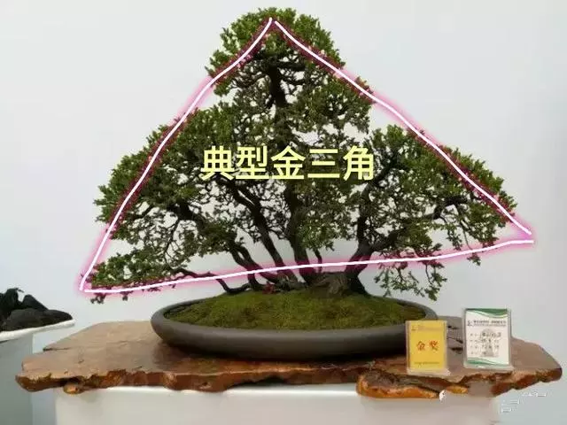 分享盆景老司機常用到的盆景樁頭截取高度方法