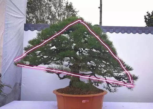 分享盆景老司機常用到的盆景樁頭截取高度方法
