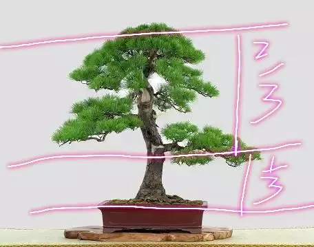 分享盆景老司機常用到的盆景樁頭截取高度方法