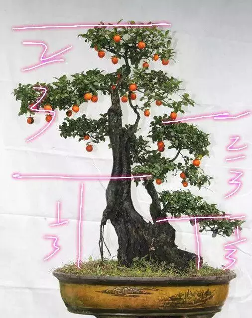 分享盆景老司機常用到的盆景樁頭截取高度方法