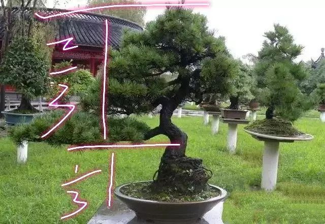 分享盆景老司機常用到的盆景樁頭截取高度方法