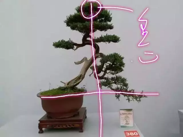分享盆景老司機常用到的盆景樁頭截取高度方法