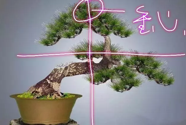分享盆景老司機常用到的盆景樁頭截取高度方法