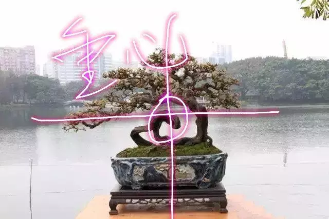 分享盆景老司機常用到的盆景樁頭截取高度方法