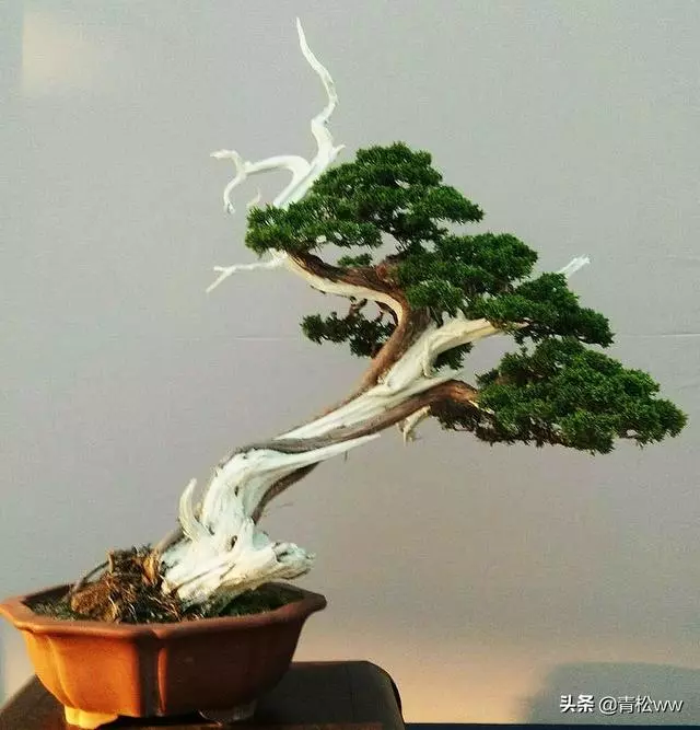 老態橫生、古樸優雅的枯乾式盆景製作要點