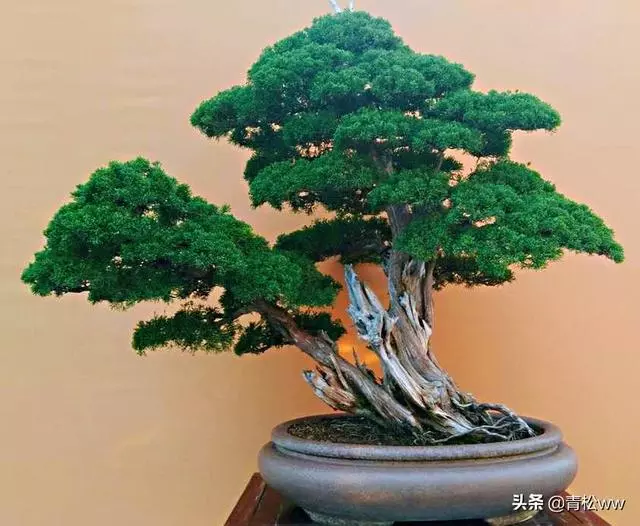 老態橫生、古樸優雅的枯乾式盆景製作要點