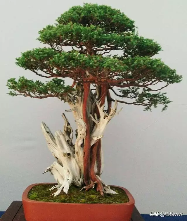 老態橫生、古樸優雅的枯乾式盆景製作要點