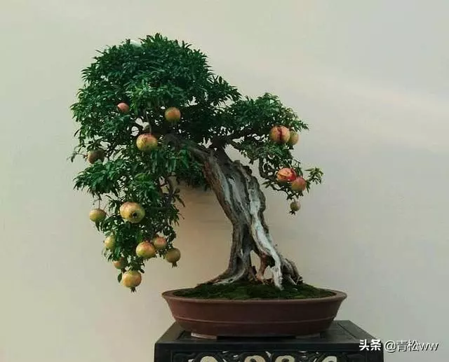 老態橫生、古樸優雅的枯乾式盆景製作要點