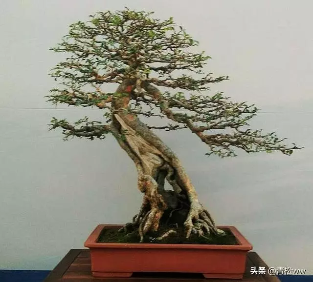 老態橫生、古樸優雅的枯乾式盆景製作要點
