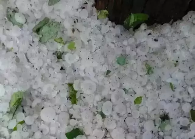 緬甸這場冰雹到底有多兇猛?西瓜都被砸「開花」了