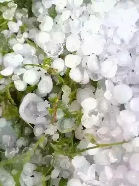 緬甸這場冰雹到底有多兇猛?西瓜都被砸「開花」了