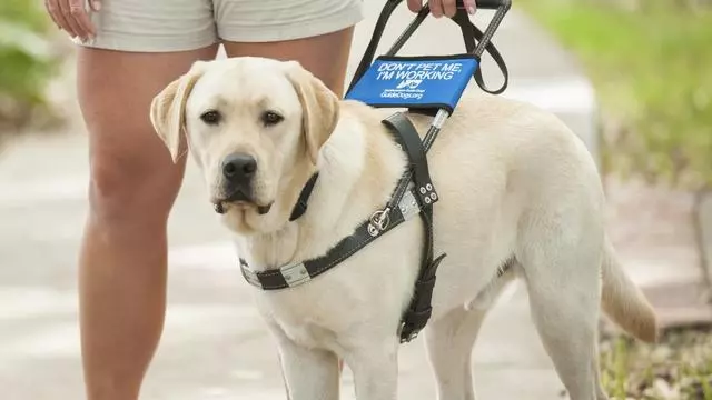 導盲犬是怎麼煉成的?它們的乖巧和聰明,都是汗水凝成的成果