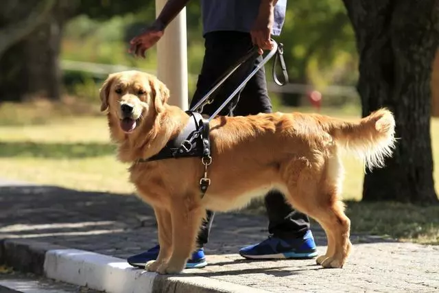 導盲犬是怎麼煉成的?它們的乖巧和聰明,都是汗水凝成的成果