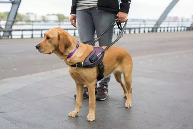 導盲犬是怎麼煉成的?它們的乖巧和聰明,都是汗水凝成的成果