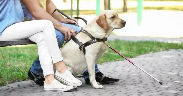 導盲犬是怎麼煉成的?它們的乖巧和聰明,都是汗水凝成的成果