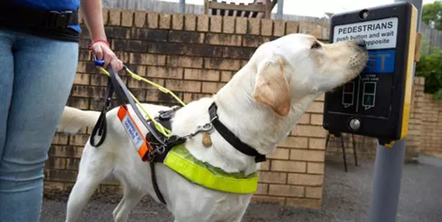 導盲犬是怎麼煉成的?它們的乖巧和聰明,都是汗水凝成的成果