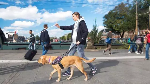 導盲犬是怎麼煉成的?它們的乖巧和聰明,都是汗水凝成的成果