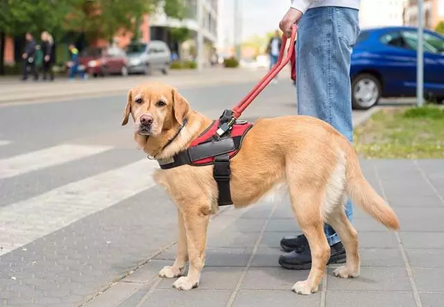 導盲犬是怎麼煉成的?它們的乖巧和聰明,都是汗水凝成的成果