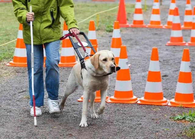 導盲犬是怎麼煉成的?它們的乖巧和聰明,都是汗水凝成的成果