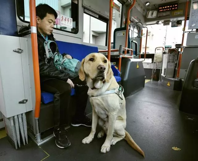 導盲犬是怎麼煉成的?它們的乖巧和聰明,都是汗水凝成的成果