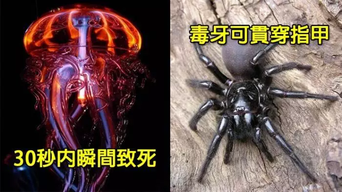5種世界上毒性最猛的危險生物。#3 刺一下就會「瞬間呼吸困難」心臟衰竭而死