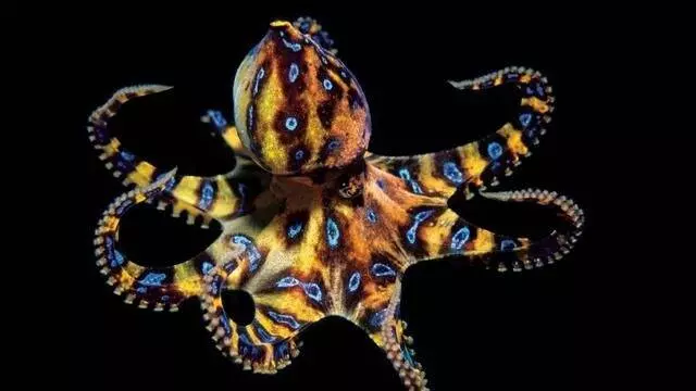 5種世界上毒性最猛的危險生物。#3 刺一下就會「瞬間呼吸困難」心臟衰竭而死