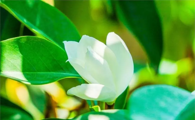 12星座誰最犯賤|你越不理TA,TA就越想你