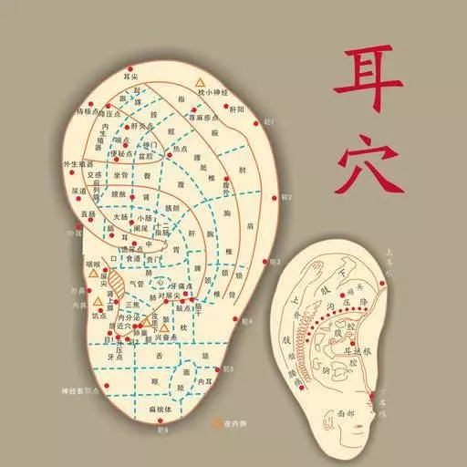 為什麼耳朵上壓個小豆豆能治病?耳穴經絡循行知多少?