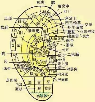 為什麼耳朵上壓個小豆豆能治病?耳穴經絡循行知多少?