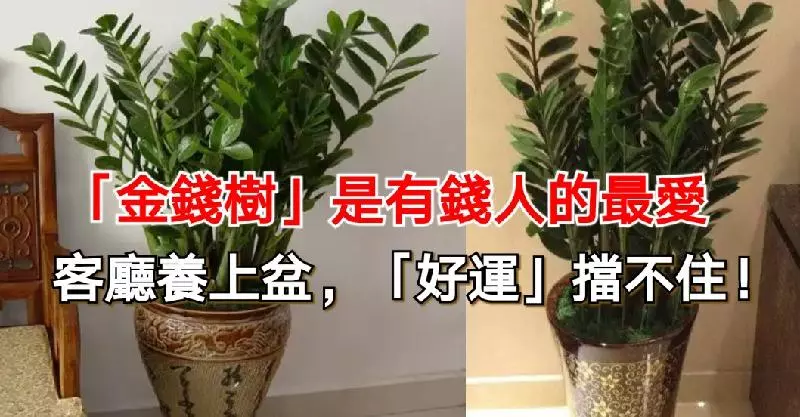 「金錢樹」是有錢人的最愛,客廳養上盆,「好運」擋不住!