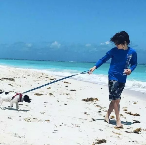 狗狗們的天堂島,整個沙灘上都是狗狗,島上有上千隻狗狗等你領養