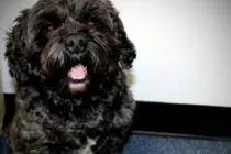 癌症搶救昏迷3天,愛犬把他喚回人間:你救我一命,我賜你重生