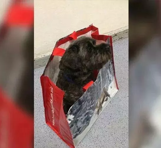 癌症搶救昏迷3天,愛犬把他喚回人間:你救我一命,我賜你重生