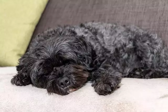 癌症搶救昏迷3天,愛犬把他喚回人間:你救我一命,我賜你重生