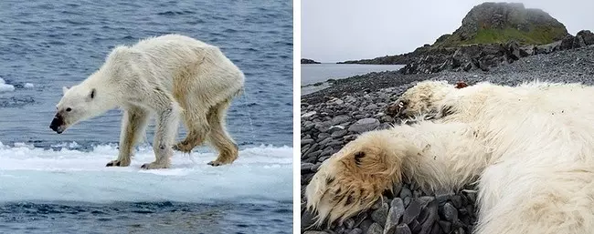 13張照片證明「人類才是世界上最可怕的動物」 巴西熱帶雨林出現「心痛直角」