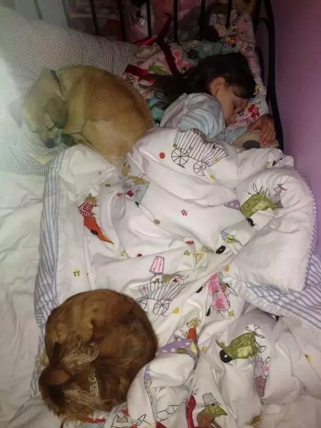 我最愛的狗狗去世了,我想用這種方式記錄她的一生~
