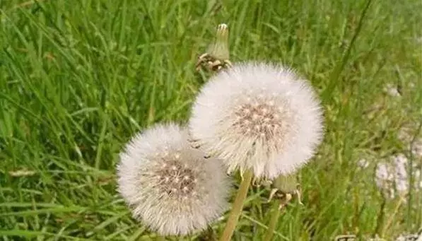 一味中藥48小時可殺死98%癌細胞 ,減輕你的痛苦!轉給需要的人……